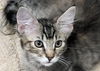 adoptable Cat in burbank, CA named RILEY*