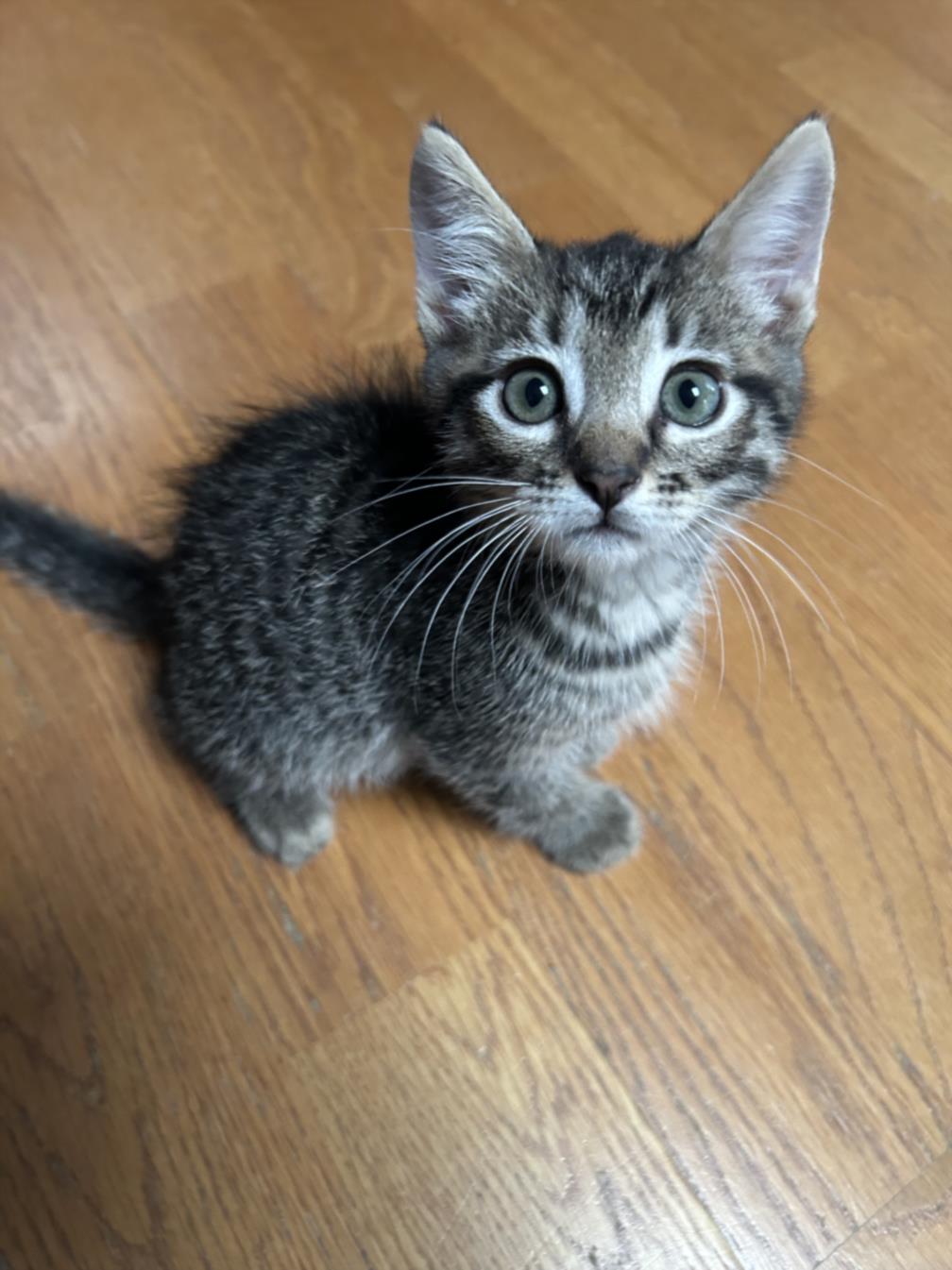 adoptable Cat in Burbank, CA named *GRIFFIN