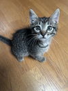 adoptable Cat in burbank, CA named *GRIFFIN