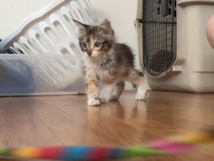 adoptable Cat in Burbank, CA named MINERVA*