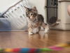 adoptable Cat in  named MINERVA*