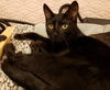 adoptable Cat in burbank, CA named *JACK