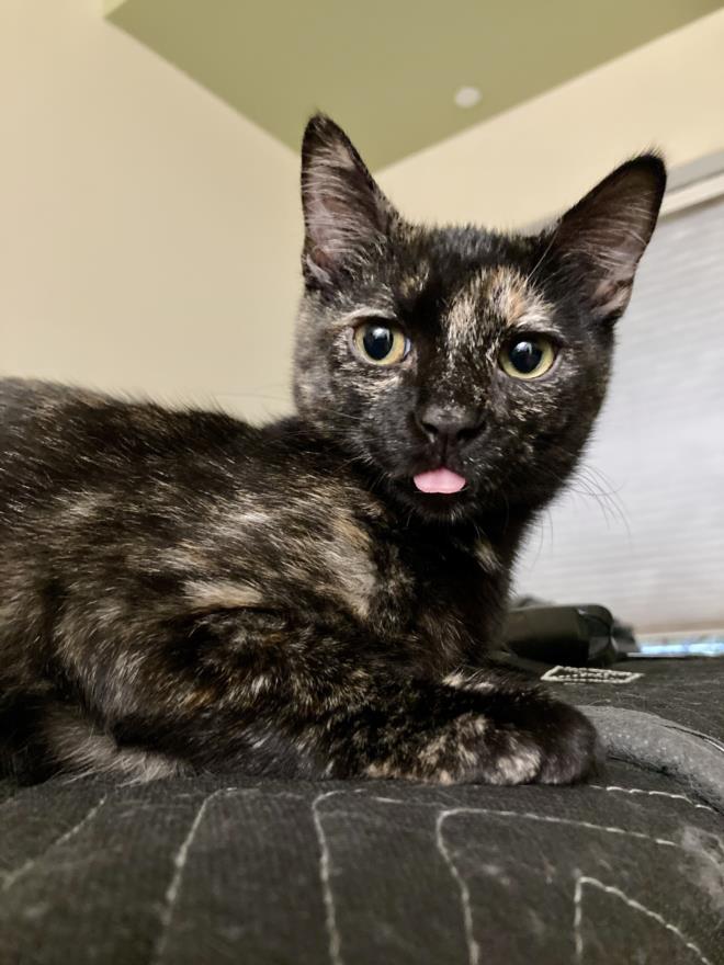 adoptable Cat in Burbank, CA named *JANET