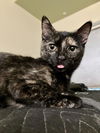 adoptable Cat in burbank, CA named *JANET