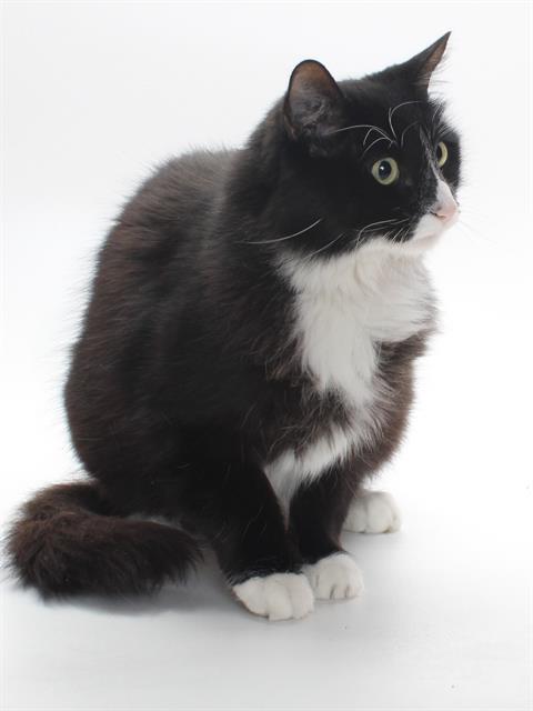 adoptable Cat in Burbank, CA named *LOUIE