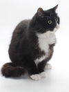 adoptable Cat in burbank, CA named *LOUIE