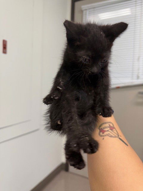 adoptable Cat in Burbank, CA named A133205