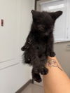 adoptable Cat in burbank, CA named A133205