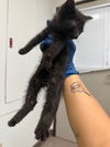 adoptable Cat in burbank, CA named A133207