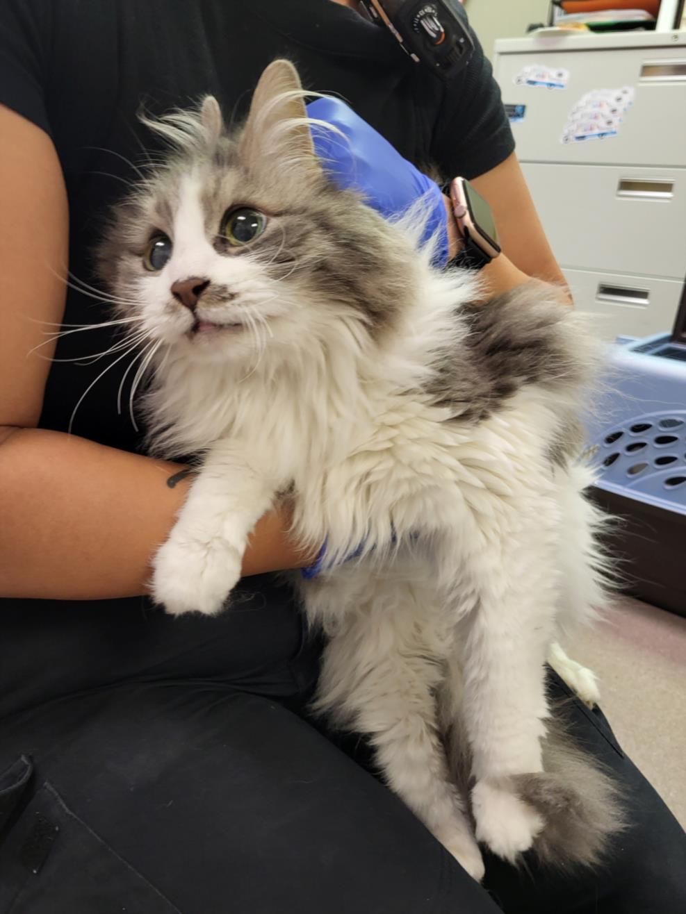 adoptable Cat in Burbank, CA named SPARTACUS
