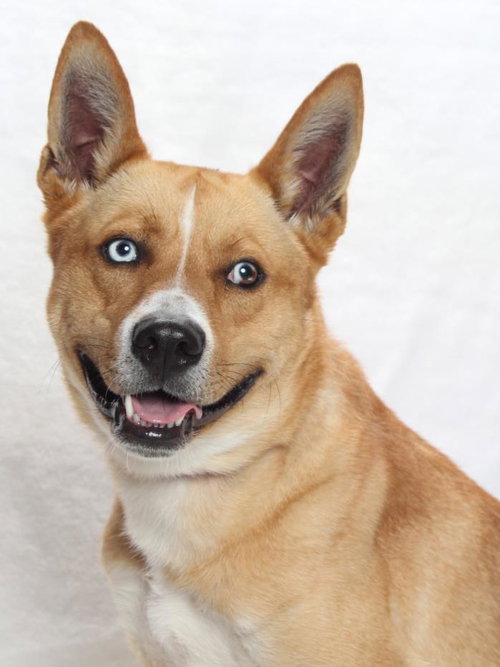 *HONEY - Jindo (Korean) / Husky available for adoption