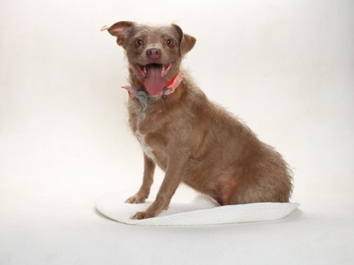 picture of the dog needing adoption
