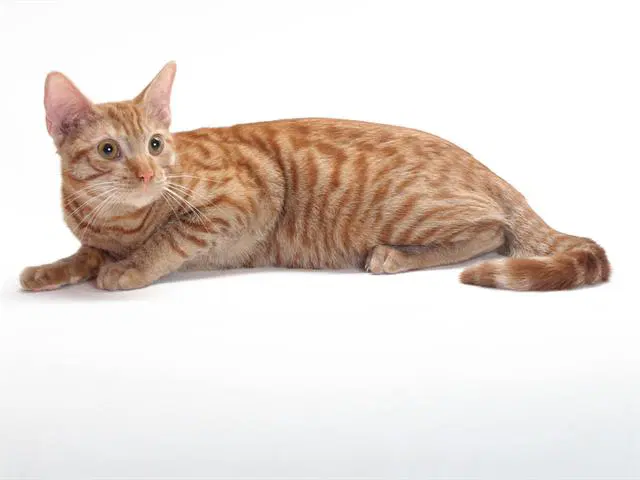 Jubilee - Domestic Short Hair