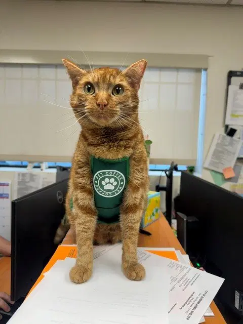 Jubilee - Domestic Short Hair