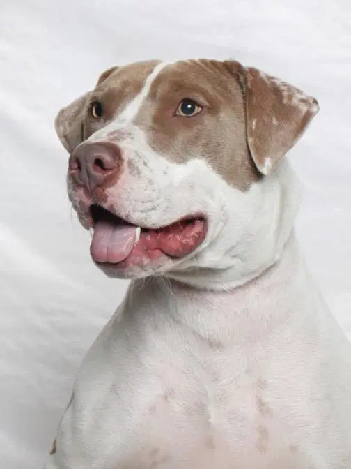 Pickles - Pit Bull Terrier
