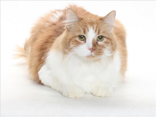 MANDY, Senior Domestic Short Hair (medium coat), cat for adoption in Westminster, California