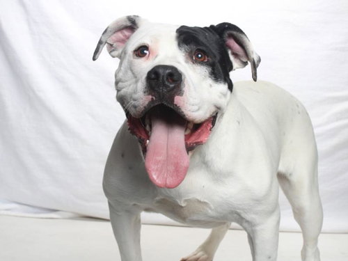 picture of the dog needing adoption
