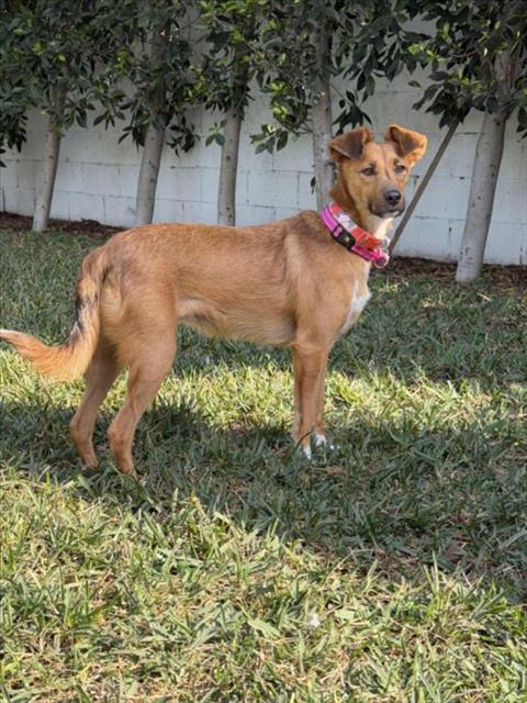 picture of the dog needing adoption