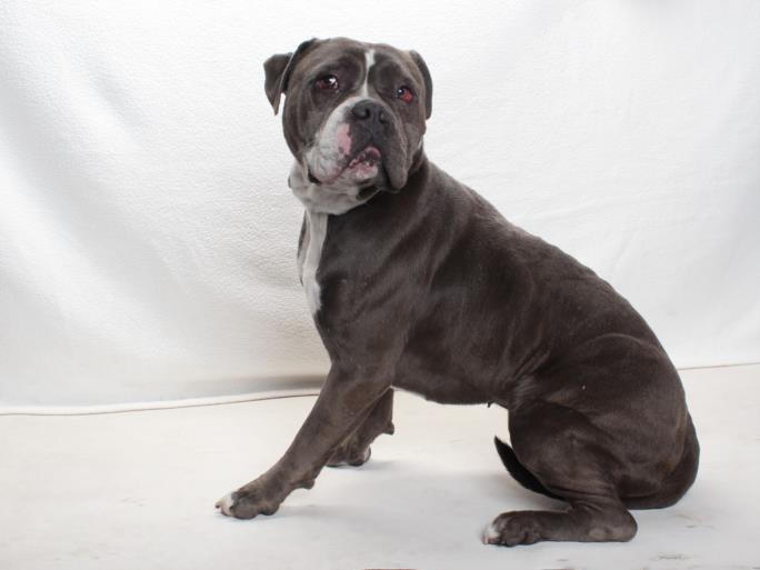 Pit Bull