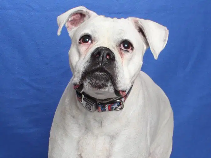 Mississippi - Boxer