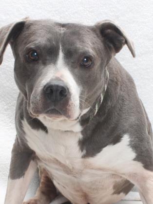 ACACIA, an adoptable Pit Bull Terrier in Burbank, CA