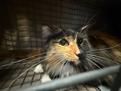 picture of the cat needing adoption