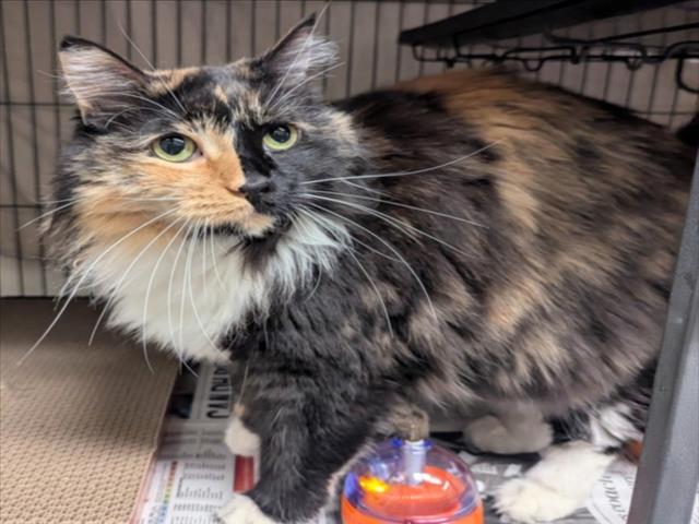 ROSIE Image