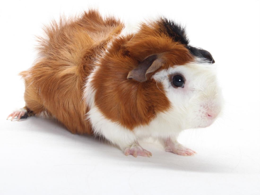 STUART Image