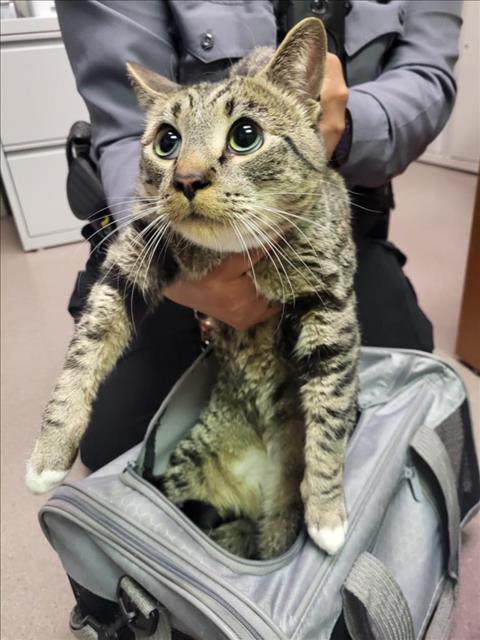 picture of the cat needing adoption