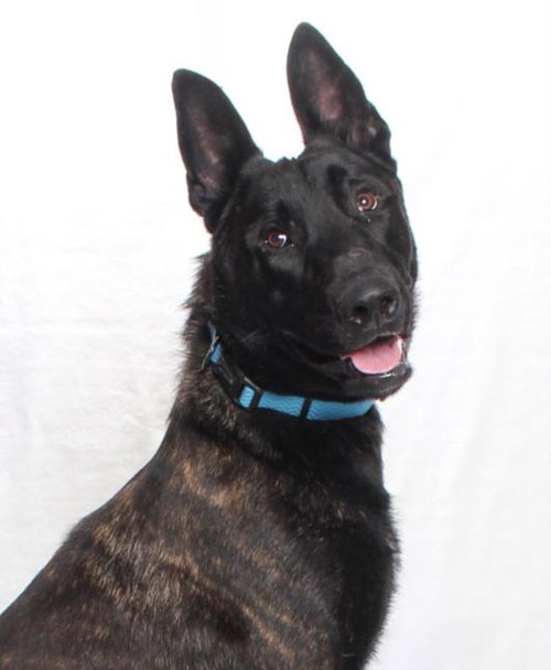 *DUTCH, an adoptable Belgian Shepherd Malinois in Burbank, CA