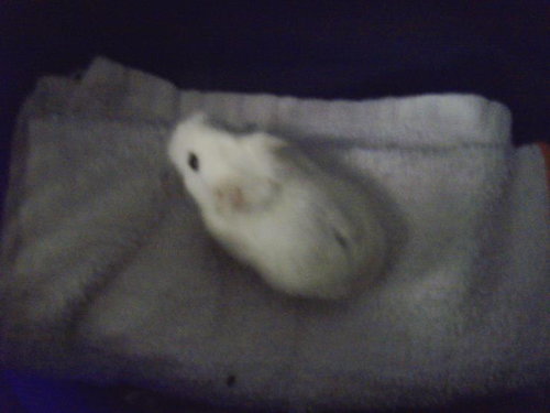 A138444 - Hamster available for adoption