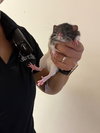*SPLINTER - Photo 1