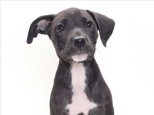 *CAROL - Great Dane / Pit Bull Terrier available for adoption