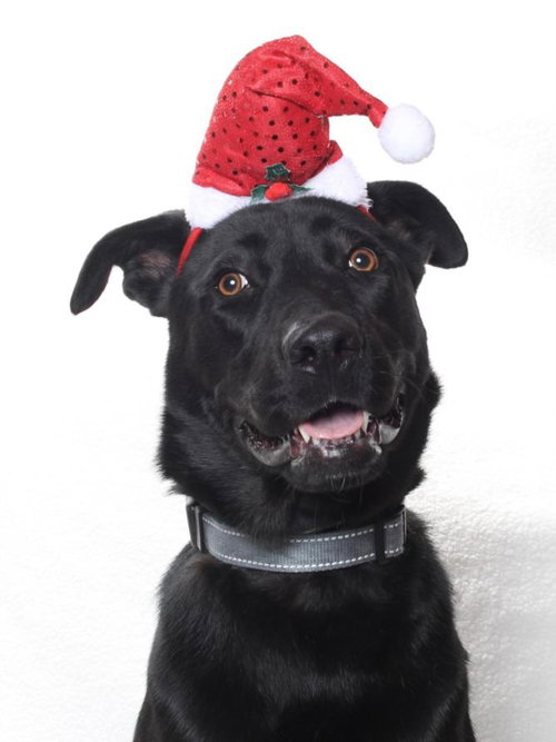 *PETUNIA, an adoptable Labrador Retriever in Burbank, CA
