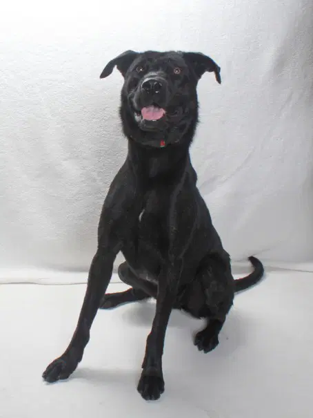 Petunia - Labrador Retriever