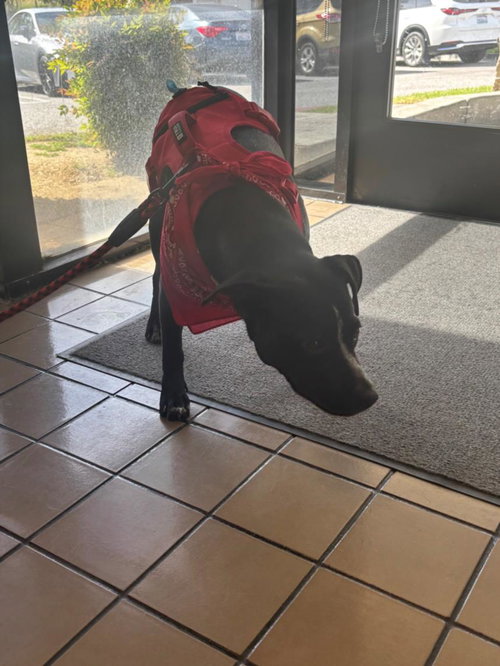 *PUDDIN, an adoptable Staffordshire Bull Terrier in Burbank, CA