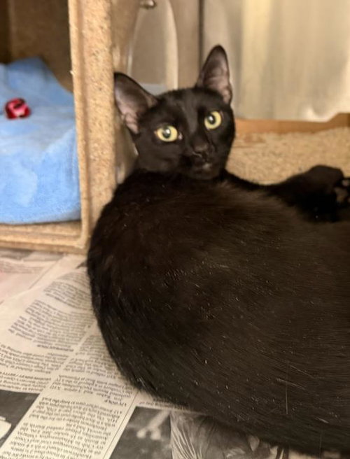 *DIVA, an adoptable Domestic Short Hair in Burbank, CA