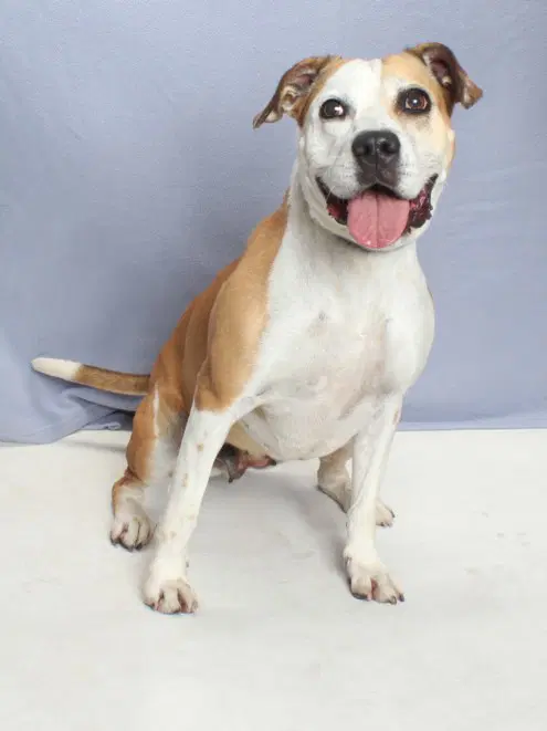 Daisy - Pit Bull Terrier