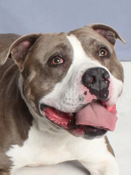 Milo - Pit Bull Terrier