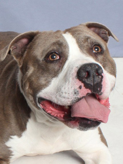 MILO, an adoptable Pit Bull Terrier in Burbank, CA