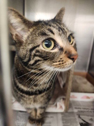 MILA, an adoptable Domestic Short Hair in Burbank, CA