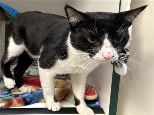 *TODD, an adoptable Domestic Short Hair in Burbank, CA