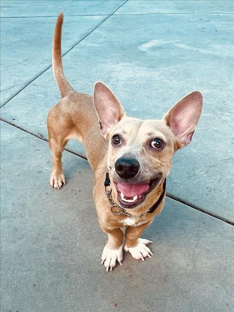 picture of the dog needing adoption