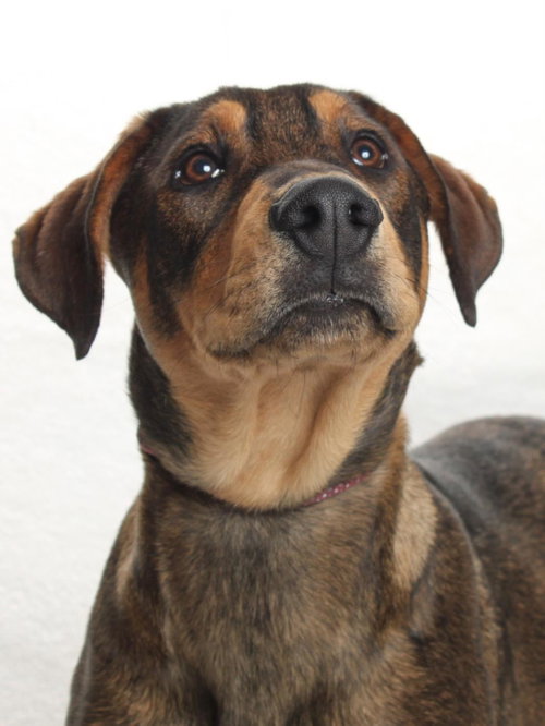 *JAKE, an adoptable Bloodhound in Burbank, CA