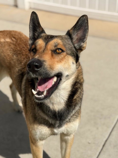 picture of the dog needing adoption