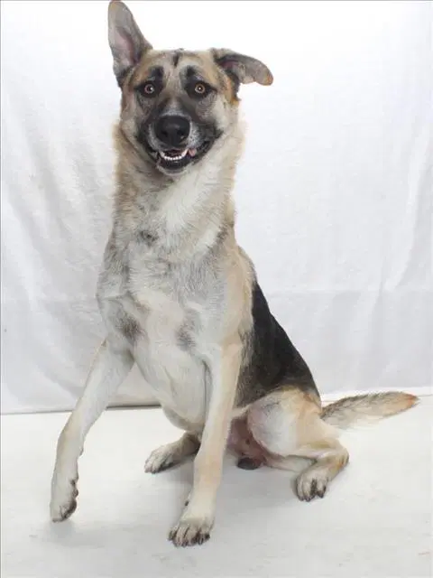 Skip - German Shepherd Dog