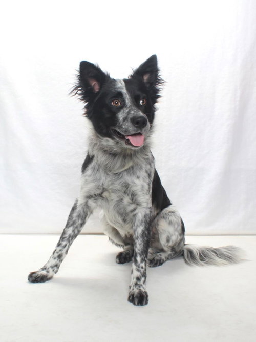 *OZZIE, an adoptable Australian Cattle Dog in Burbank, CA
