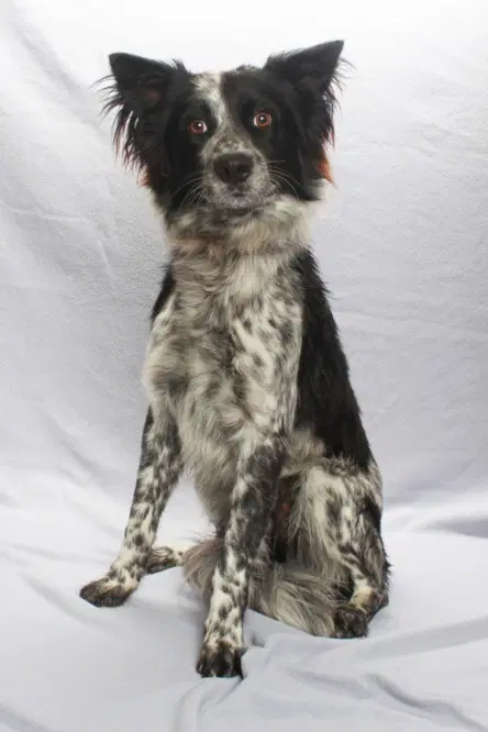 Ozzie - Australian Cattle Dog/Blue Heeler