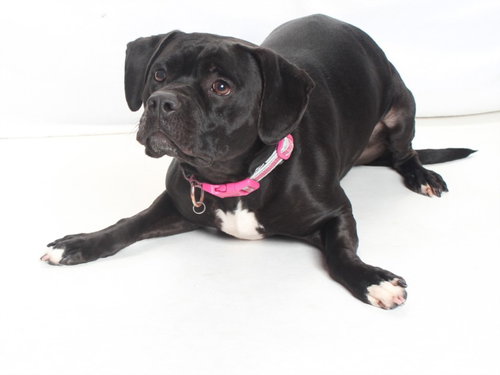FIA, an adoptable Pit Bull Terrier in Burbank, CA