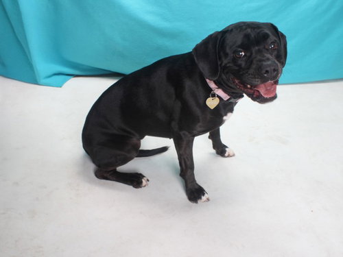 FIA, an adoptable Pit Bull Terrier in Burbank, CA
